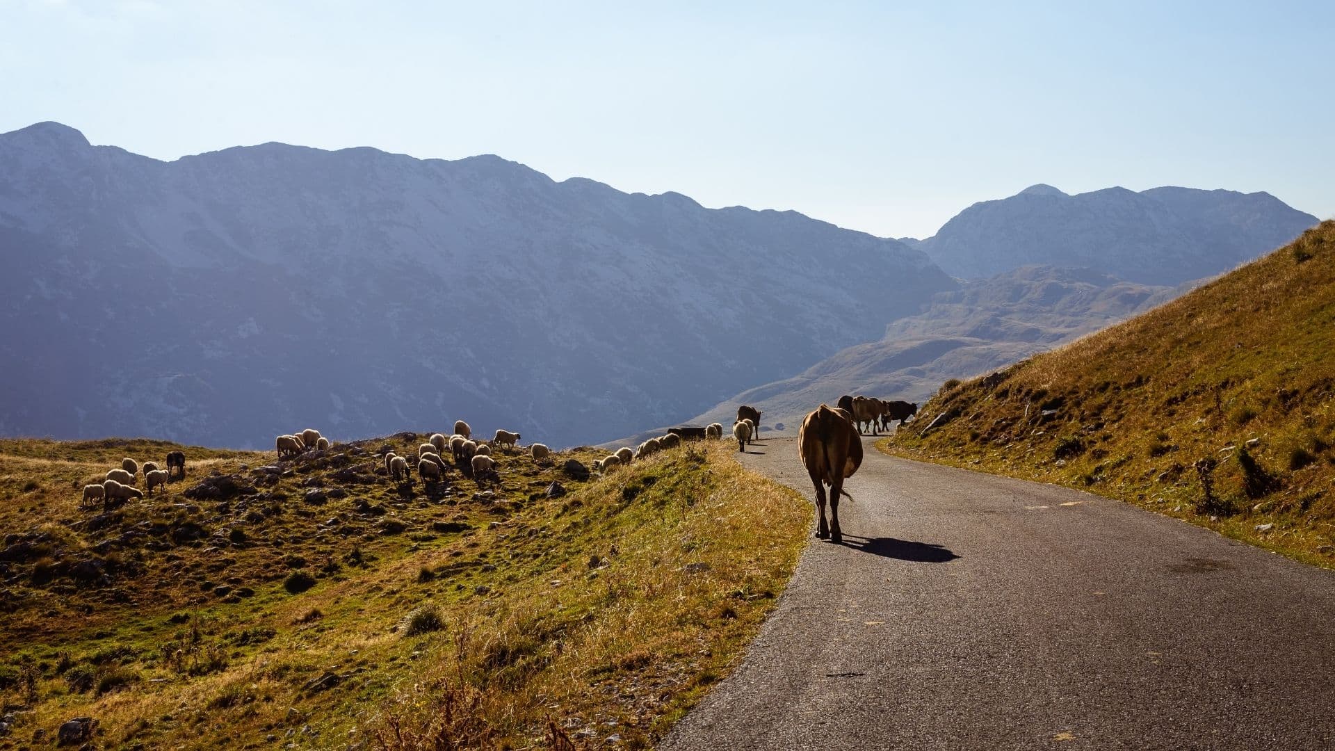 Durmitor 45