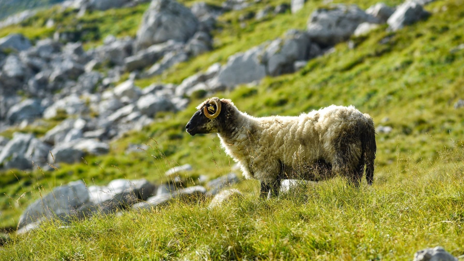 Durmitor 72